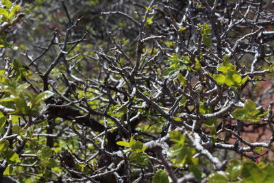 Full frame shot of tree branches