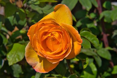 Close-up of rose flower