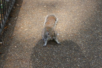 High angle view of squirrel on road