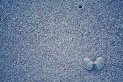 High angle view of shell on sand