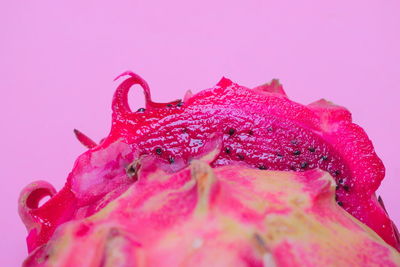 Close-up of wet pink flower against white background