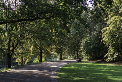 Road amidst trees in park