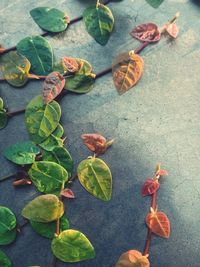 High angle view of dry leaves on plant