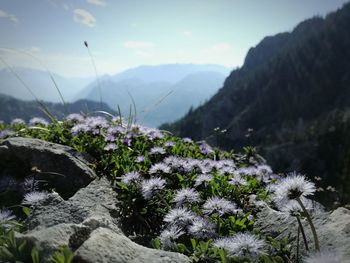 Close-up of flowering plants by rocks against sky