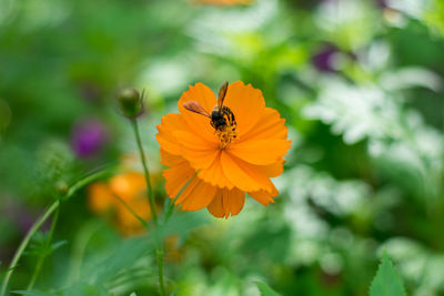 Close-up of insect on flower