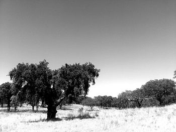 Trees on field against clear sky