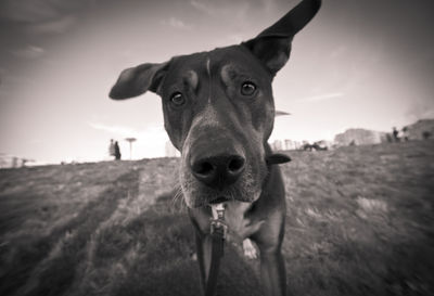 Close-up portrait of dog on field