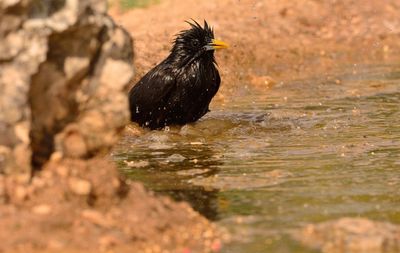 Black bird on a land