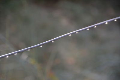 Close-up of water drops on rope