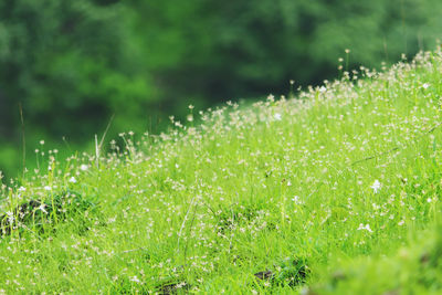 green