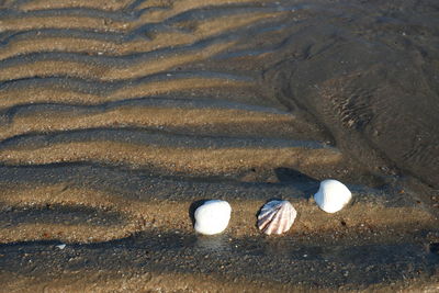 High angle view of seashells on beach