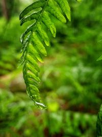 Close-up of fern leaves