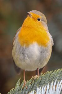 Close-up of bird perching on plant