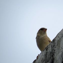 Low angle view of bird perching against clear sky