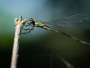 Close-up of dragonfly on plant