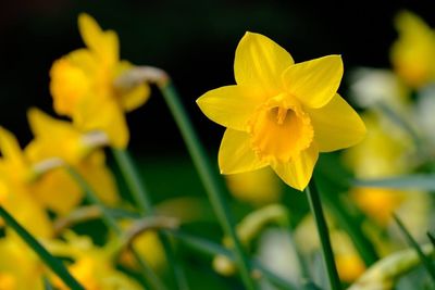 Close-up of yellow flower