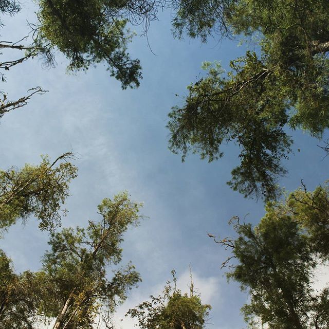 tree, low angle view, branch, growth, sky, tranquility, nature, beauty in nature, scenics, tranquil scene, green color, day, outdoors, no people, blue, cloud - sky, tree trunk, high section, treetop, cloud