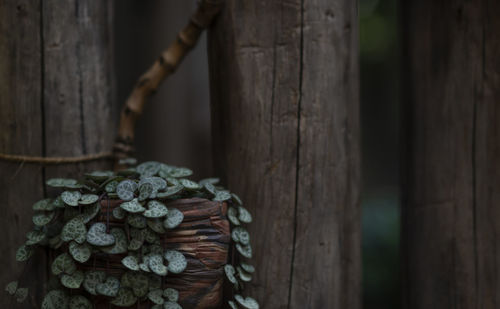 Close-up of rope tied on wooden fence