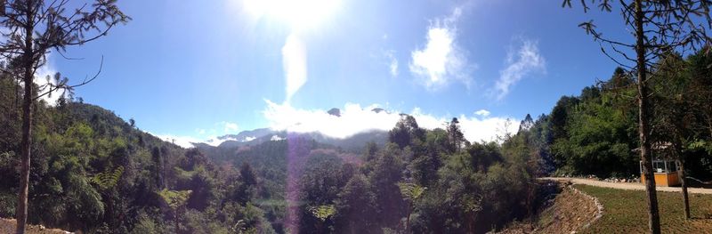 Panoramic view of trees against sky