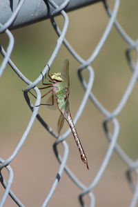 Close-up of insect on chainlink fence