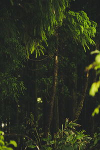 Close-up of tree trunk in forest