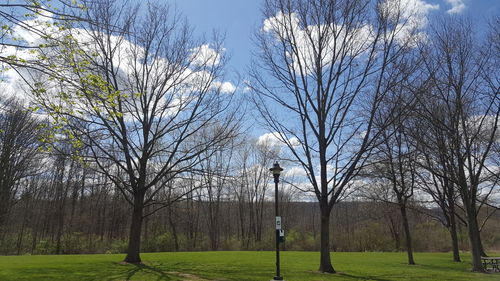 Bare trees on field