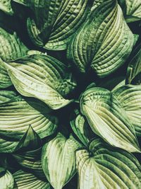 Full frame shot of vegetables