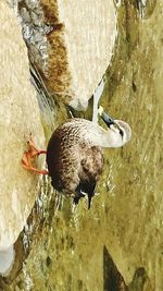 High angle view of duck swimming on lake