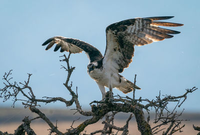 Osprey perched on tree trunk flapping its wings with blue sky in background