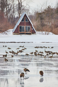 Birds in lake