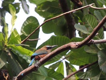 Close-up of bird perching on tree