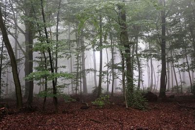 Trees in forest