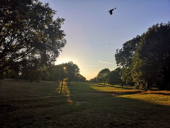 View of birds at sunset
