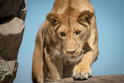 Low angle view of lioness against sky