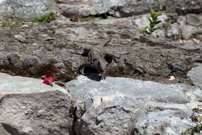 High angle view of lizard on rock