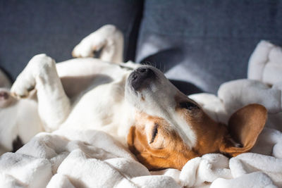 Close-up of dog sleeping on bed