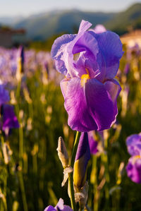 Close-up of purple flower blooming outdoors