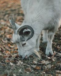 Close-up of horse