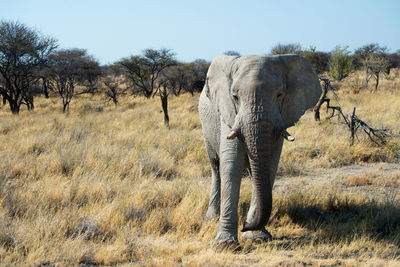 Beautiful african landscape with an elephant looking to the camera. cut tusk.namibia, africa