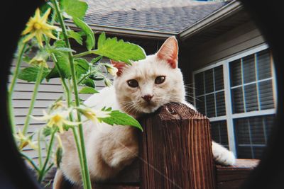 Portrait of cat looking at camera