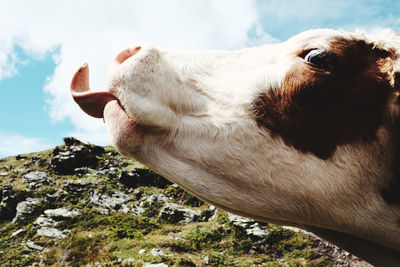 Close-up of a funny cow