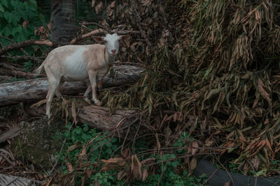 Sheep standing in a field