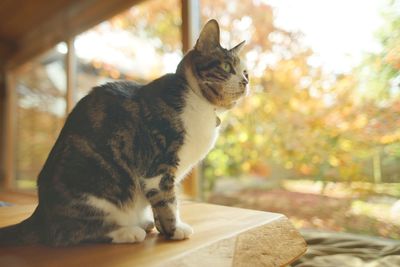 A tabby cat sitting against the background of autumn leaves