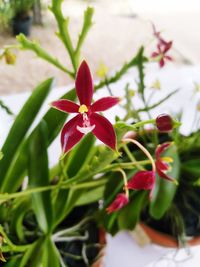 Close-up of red flowering plant