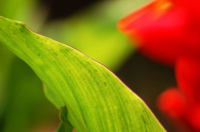 Macro shot of leaf