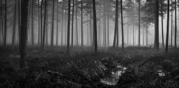 Trees in forest during foggy weather