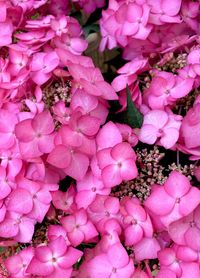 Close-up of insect on pink flowers