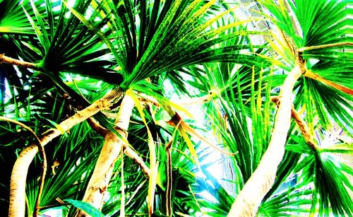 Close-up of palm tree