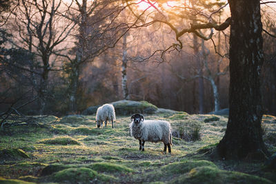 Sheep standing on field