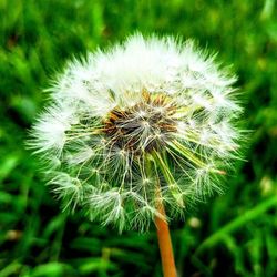 Close-up of dandelion on plant